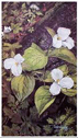 White_Trillium_ICON.jpg (21110 bytes)